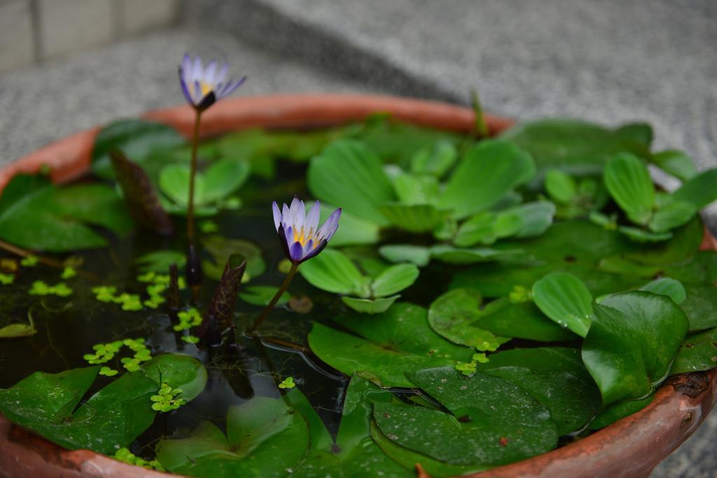 花蓮快樂腳旅宿 เมืองฮวาเหลียน ภายนอก รูปภาพ